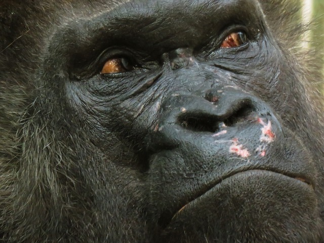 Nahaufnahme eines Gorillas